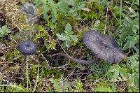 Entoloma serrulatum image