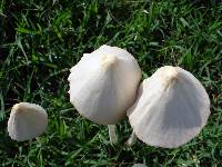 Conocybe apala image