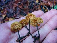 Xeromphalina cauticinalis image