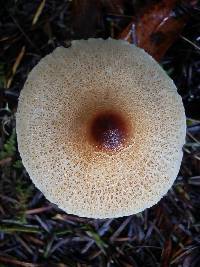 Lepiota magnispora image