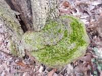 Phellinus robiniae image