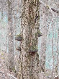 Phellinus robiniae image