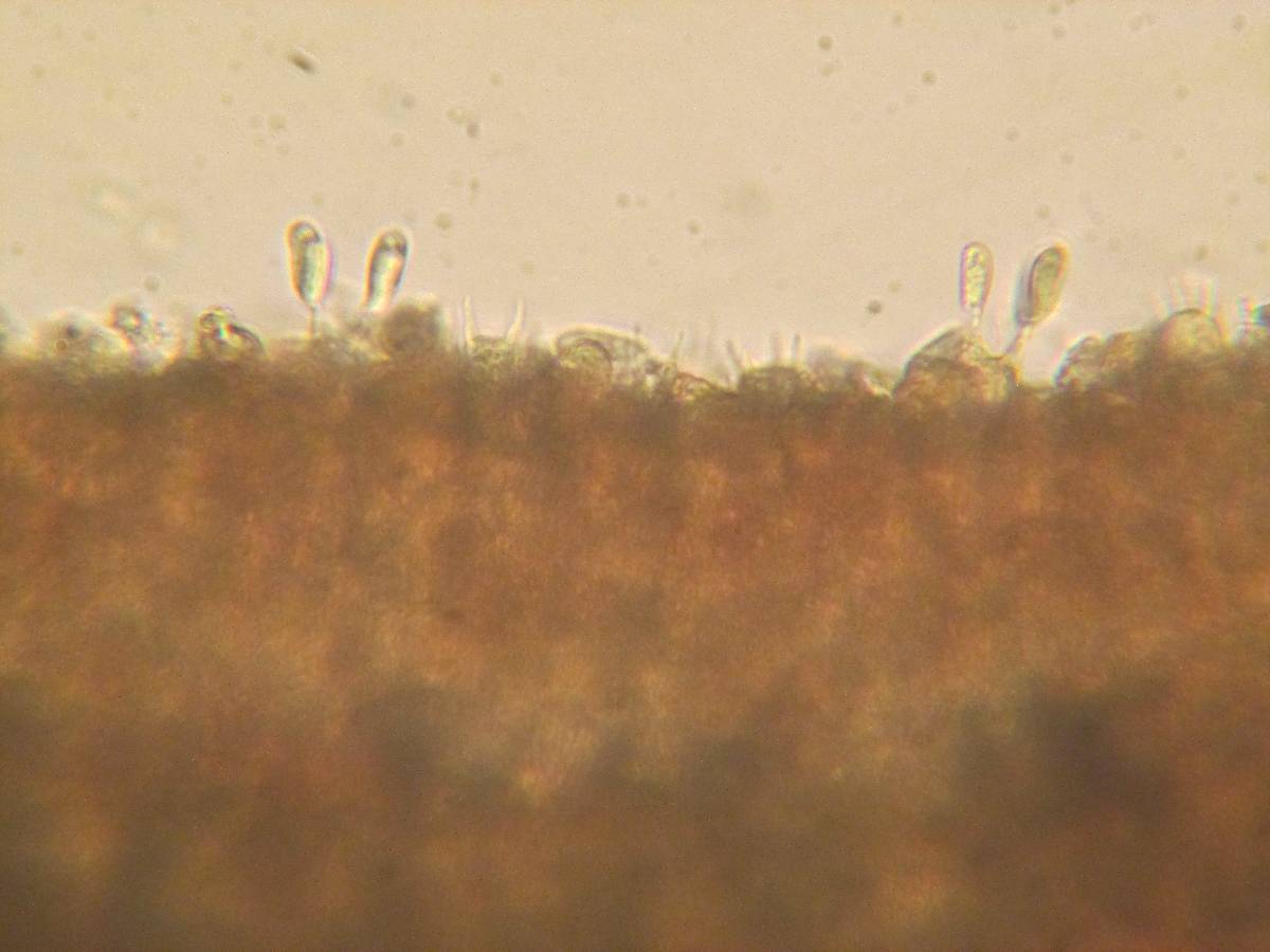 Ramaricium flavomarginatum image