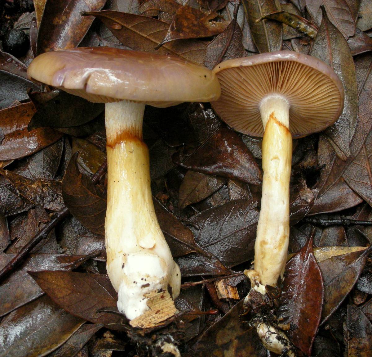 Cortinarius emunctus image