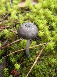 Entoloma serrulatum image