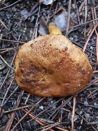 Phylloporus rhodoxanthus subsp. foliiporus image