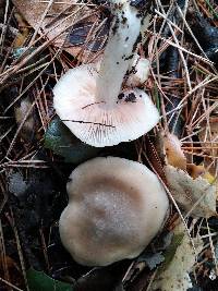 Entoloma lividoalbum image