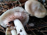 Entoloma lividoalbum image