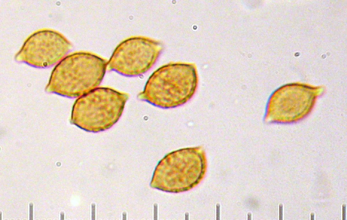 Phaeocollybia redheadii image