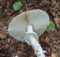 Amanita spreta image