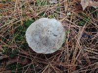 Tricholoma portentosum image