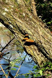 Phellinus robiniae image