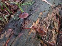 Mycena purpureofusca image