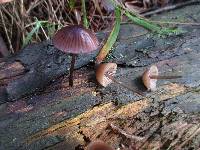 Mycena purpureofusca image