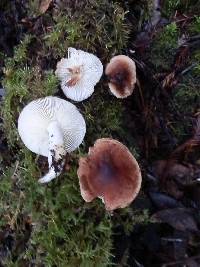 Rhodocollybia oregonensis image