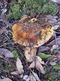 Cortinarius ponderosus image