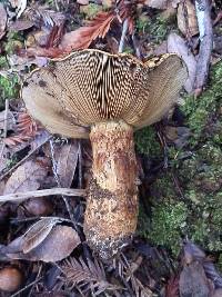 Cortinarius ponderosus image