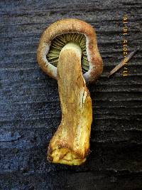 Gymnopilus punctifolius image