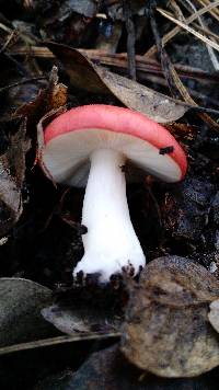 Russula cremoricolor image