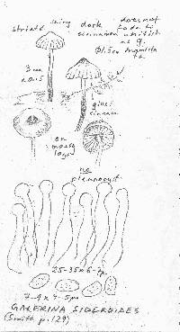 Galerina sideroides image