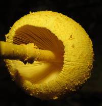 Leucocoprinus brunneoluteus image