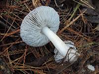 Tricholoma terreum image