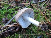 Tricholoma virgatum image