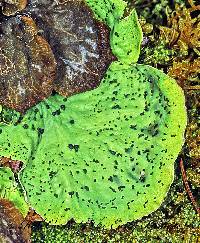 Peltigera britannica image