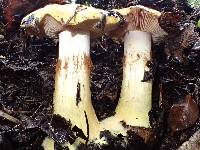 Cortinarius albofragrans image