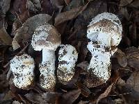 Amanita sect. Vaginatae image