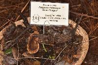 Polyporus tuberaster image