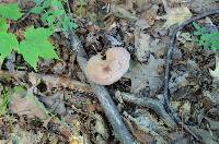 Tylopilus plumbeoviolaceus image