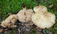 Clitocybe brunneocephala image