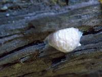 Reticularia lycoperdon image