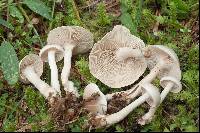 Clitocybe rivulosa image