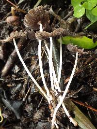 Coprinellus marculentus image