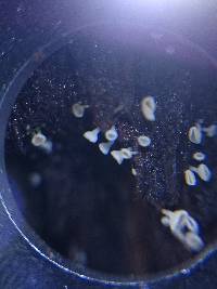 Lachnum virgineum image