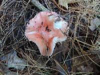 Russula silvicola image