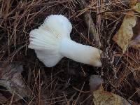 Russula silvicola image