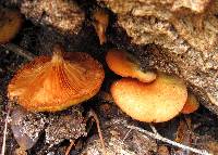Gymnopilus sapineus image