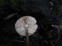 Mycena galericulata image