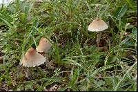 Lepiota oreadiformis image