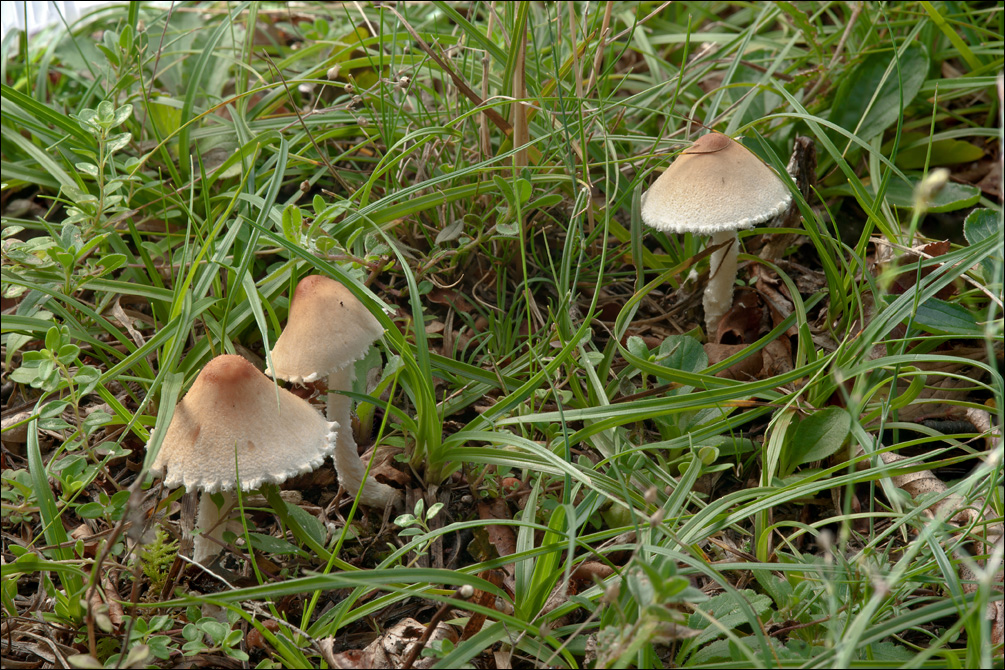 Lepiota oreadiformis image