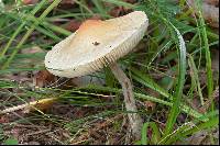 Lepiota oreadiformis image