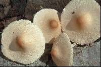 Lepiota oreadiformis image