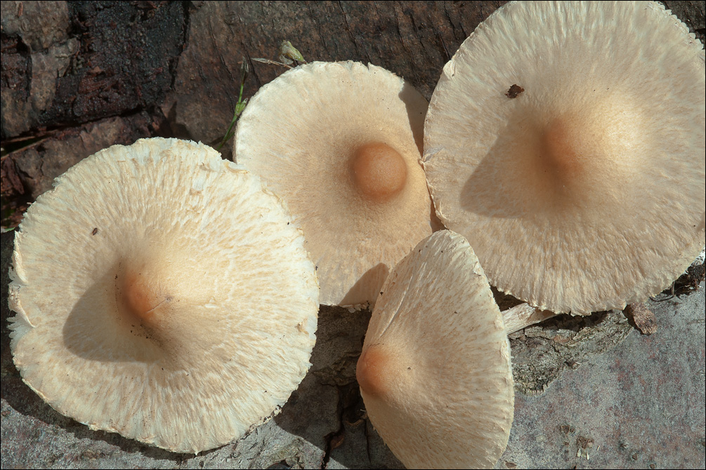 Lepiota oreadiformis image