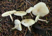 Clitocybe californiensis image