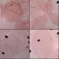 Coprinopsis pseudonivea image