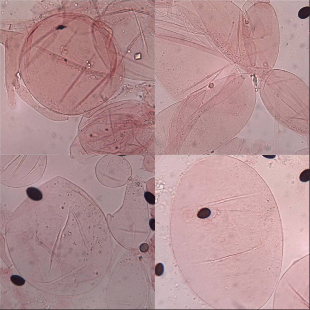 Coprinopsis pseudonivea image