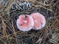 Russula silvicola image